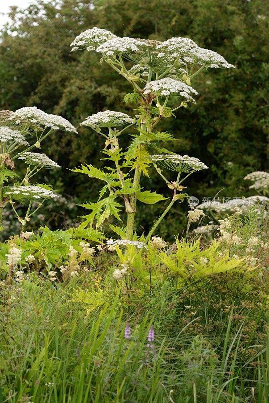 大猪草(Heracleum mantegazzianum)肖像